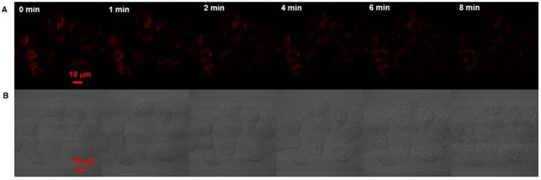 Theranostics Image