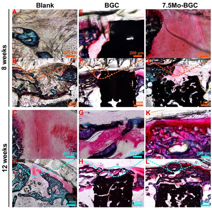 Theranostics Image