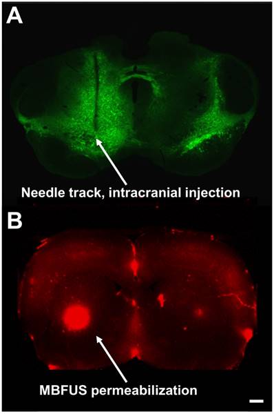 Theranostics Image