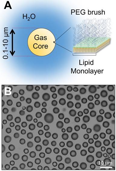 Theranostics Image