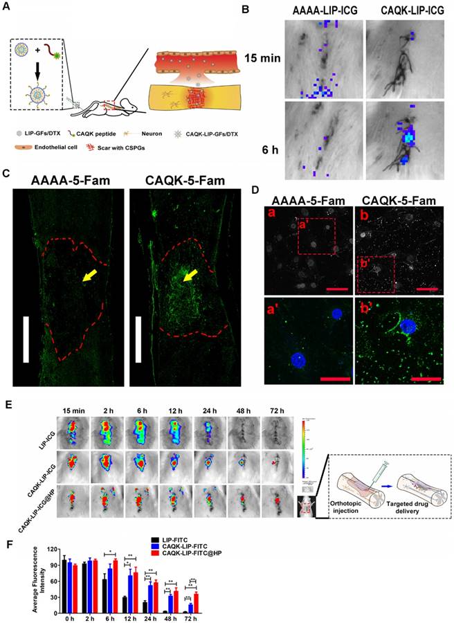 Theranostics Image