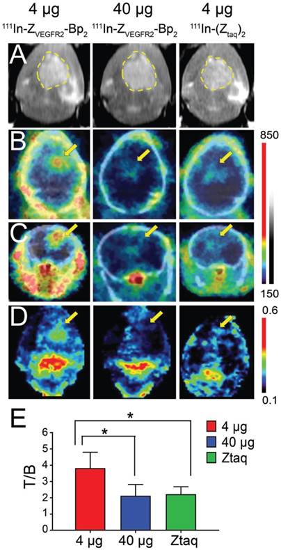 Theranostics Image