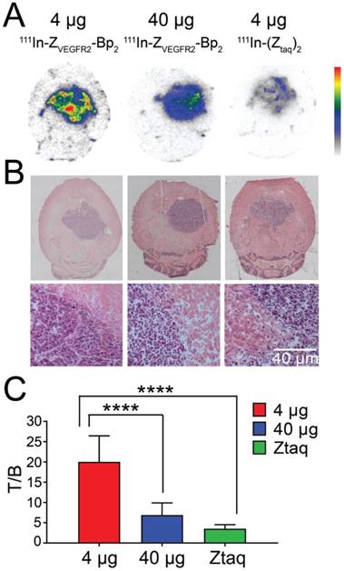 Theranostics Image