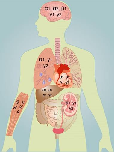 Theranostics Image