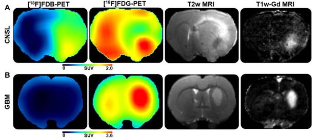 Theranostics Image