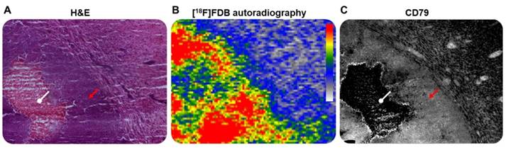 Theranostics Image