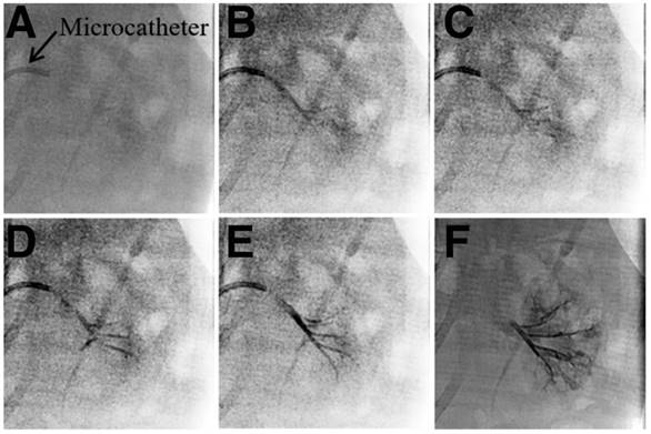 Theranostics Image