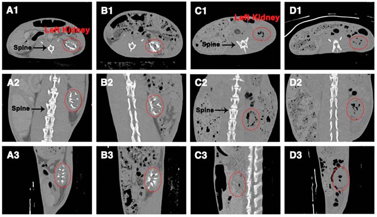 Theranostics Image