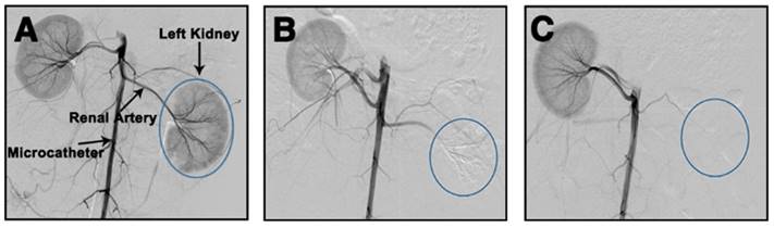 Theranostics Image