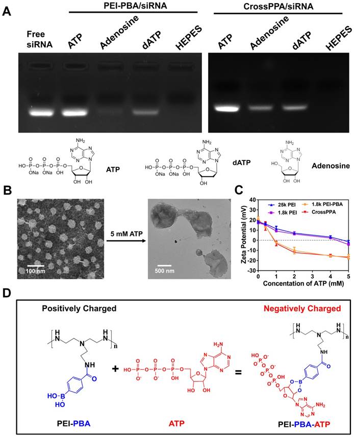 Theranostics Image