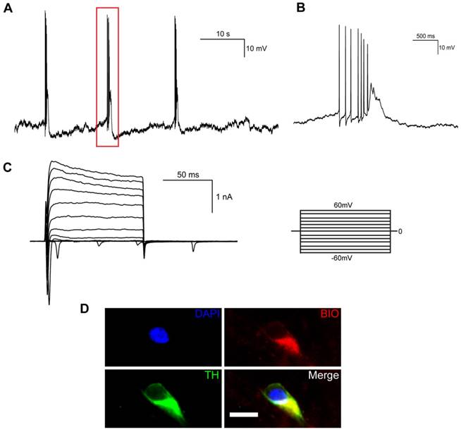 Theranostics Image