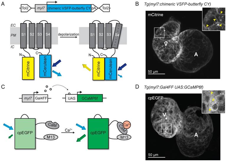 Theranostics Image