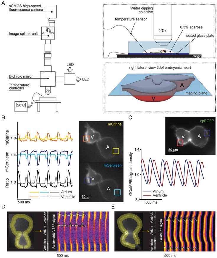 Theranostics Image