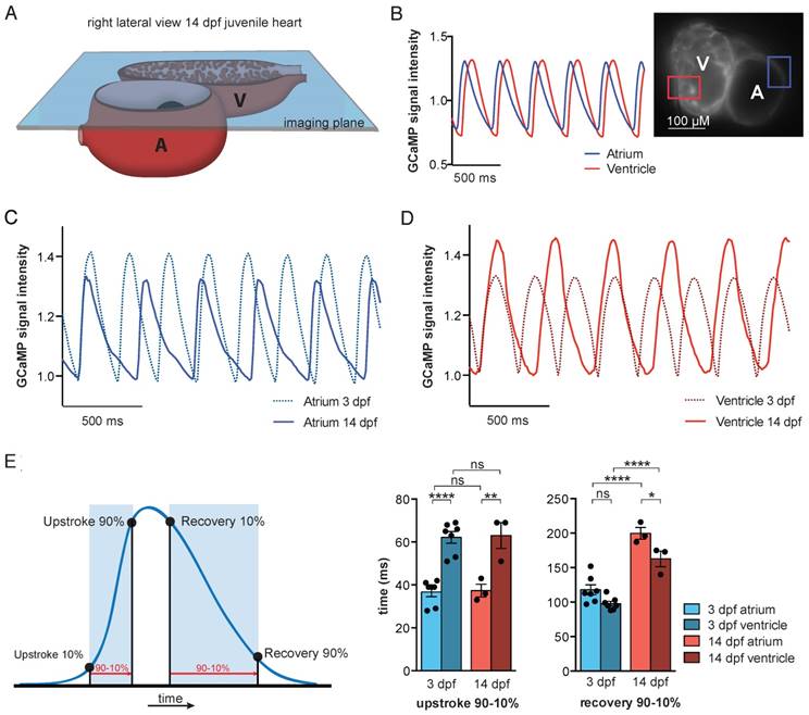 Theranostics Image