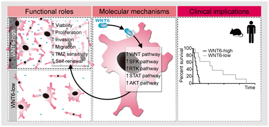 Theranostics Image