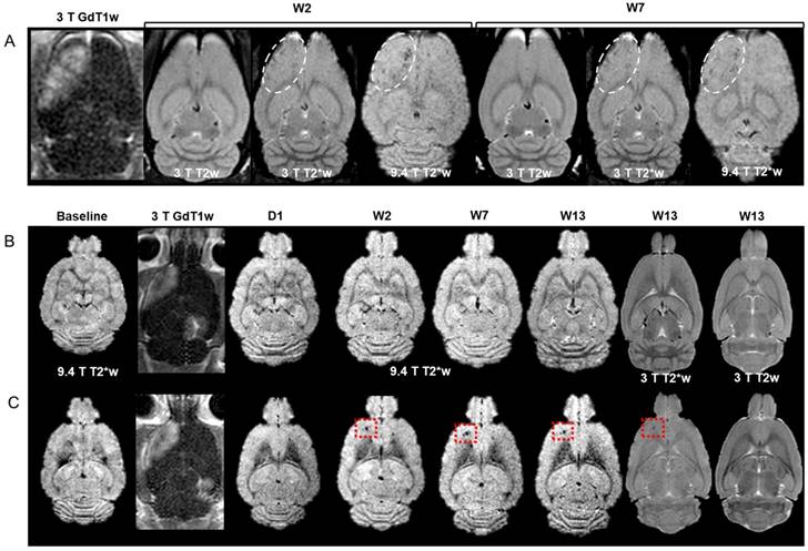 Theranostics Image