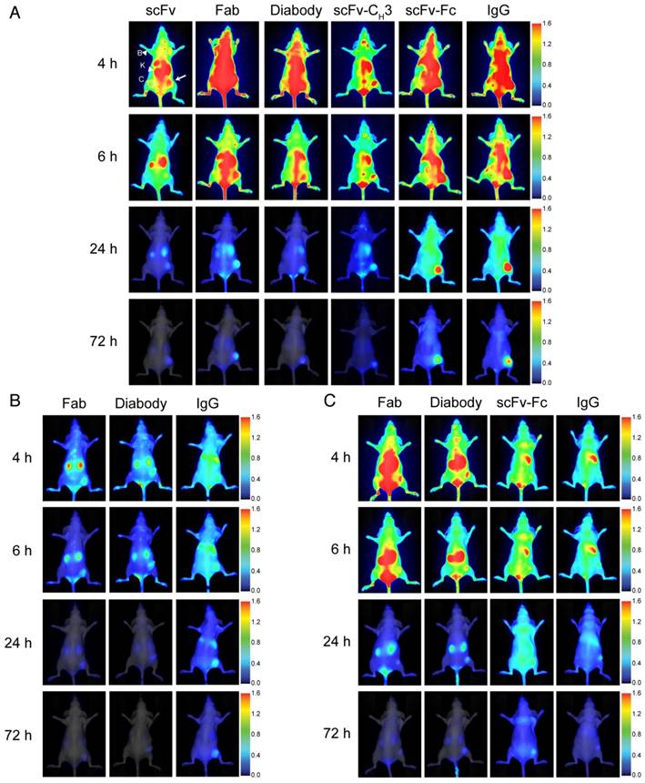 Theranostics Image