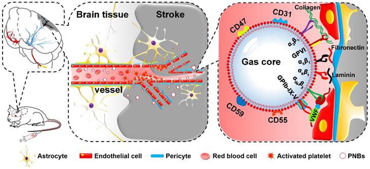 Theranostics Image