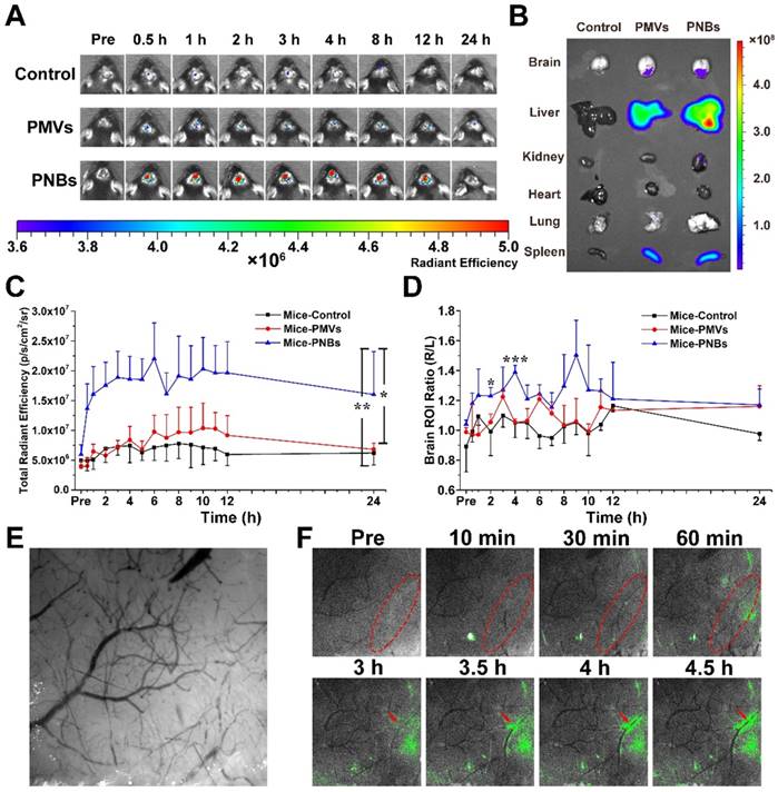 Theranostics Image