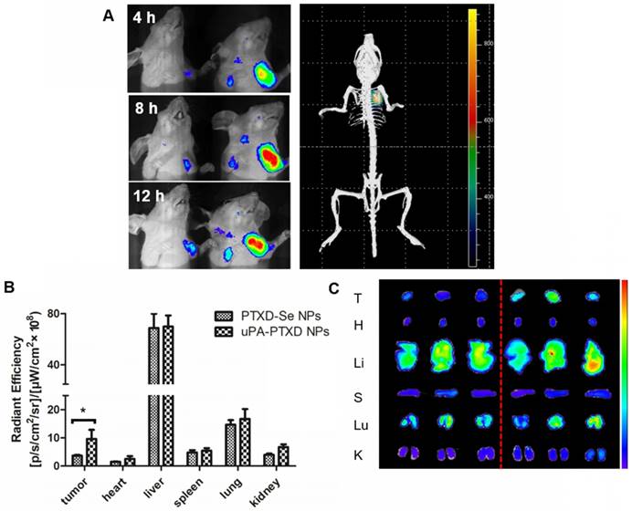 Theranostics Image