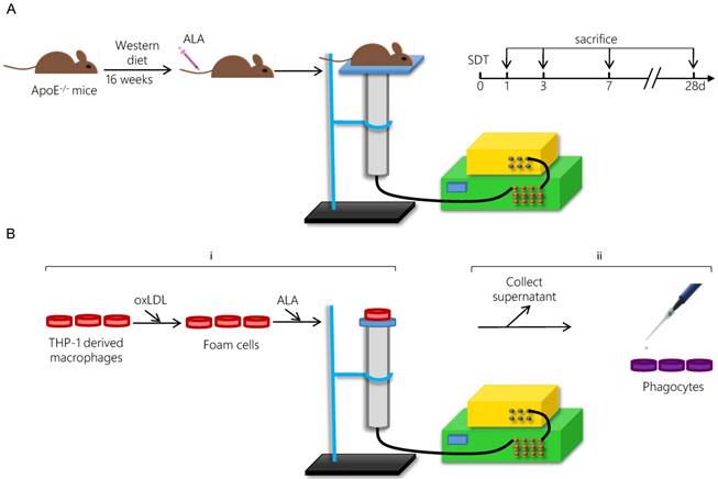 Theranostics Image