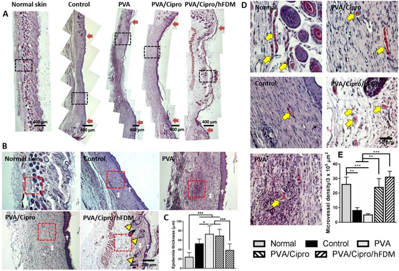 Theranostics Image