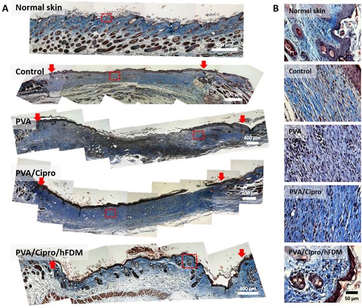 Theranostics Image