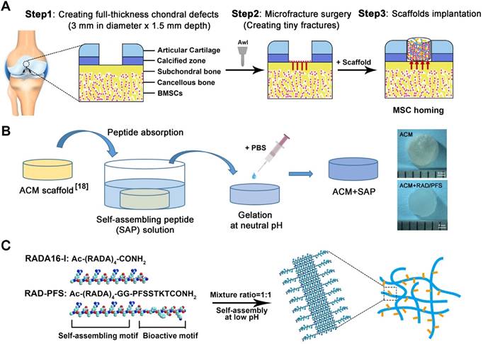 Theranostics Image