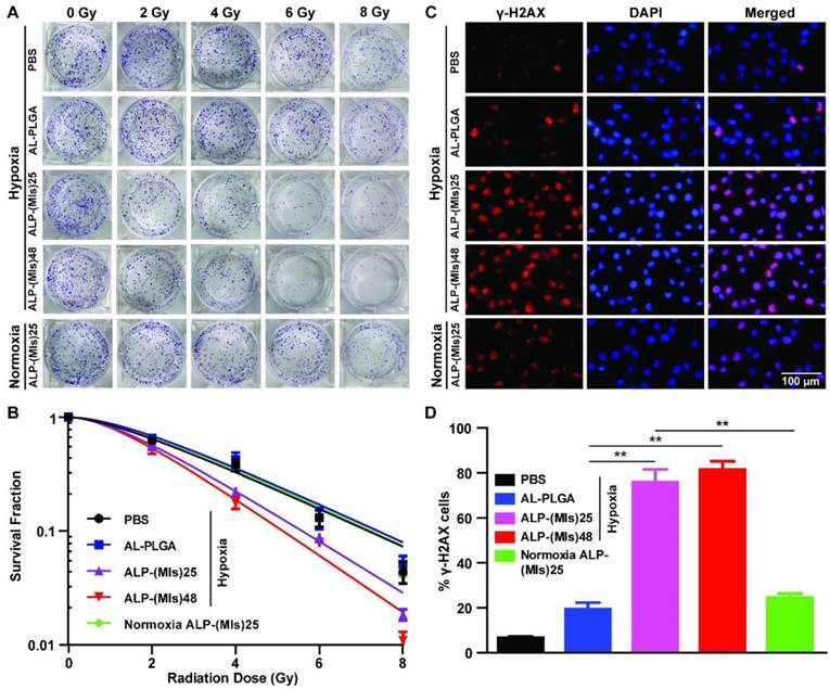 Theranostics Image