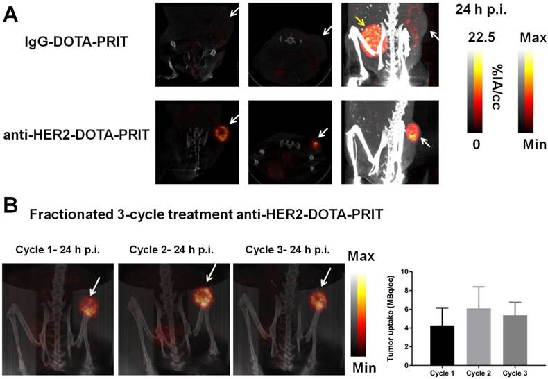 Theranostics Image