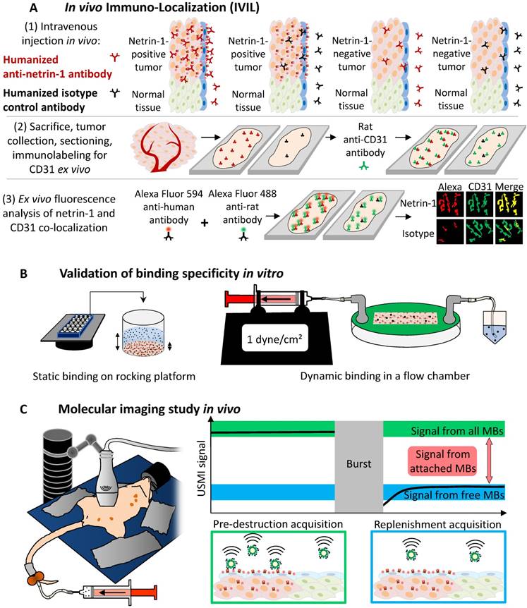 Theranostics Image