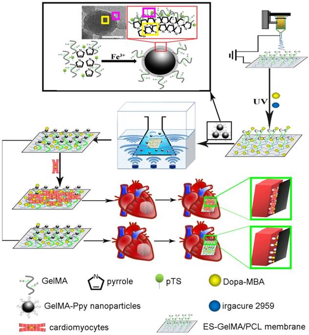 Theranostics Image