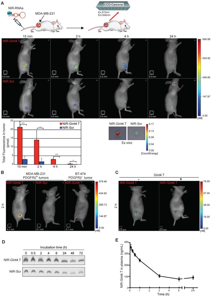 Theranostics Image