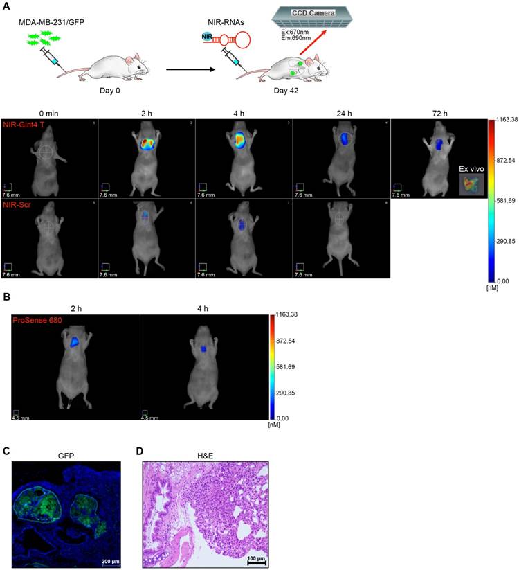 Theranostics Image