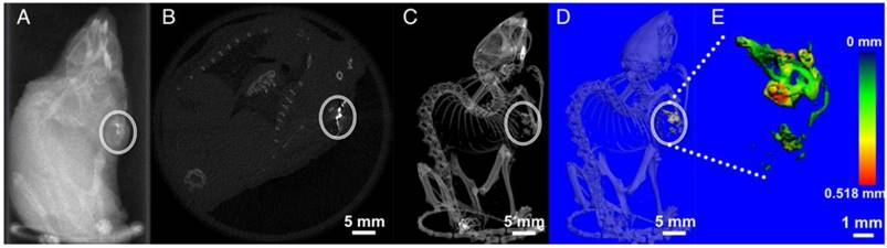 Theranostics Image