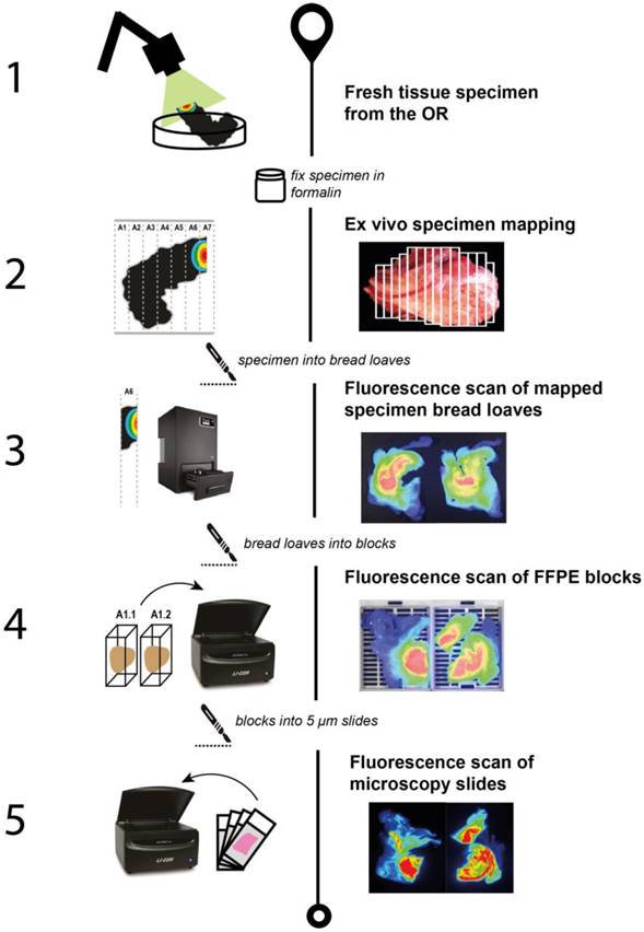 Theranostics Image