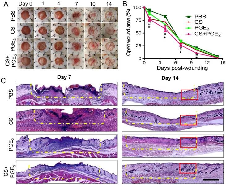 Theranostics Image