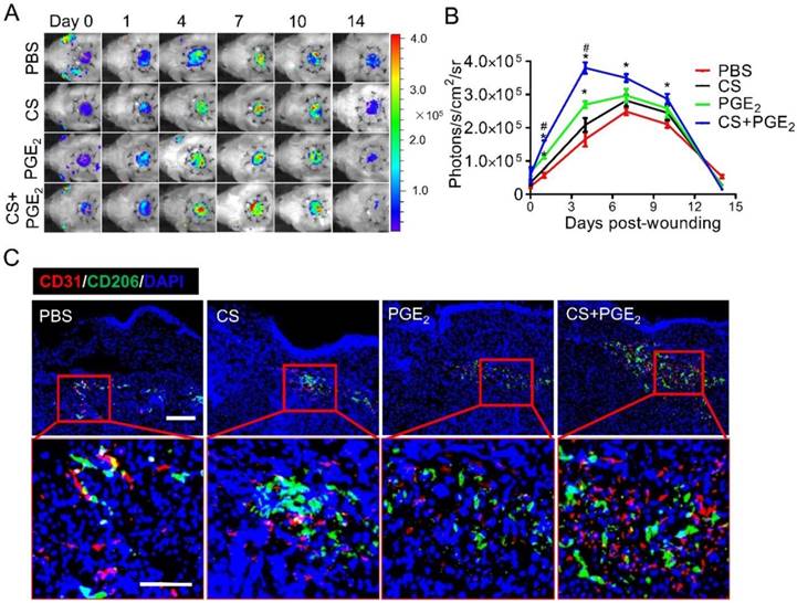 Theranostics Image