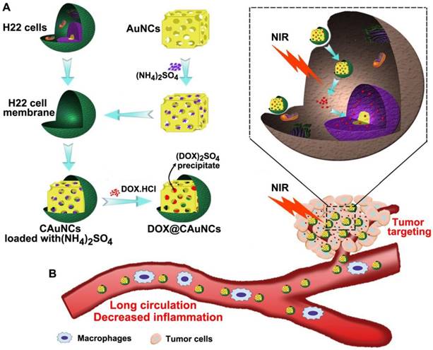 Theranostics Image