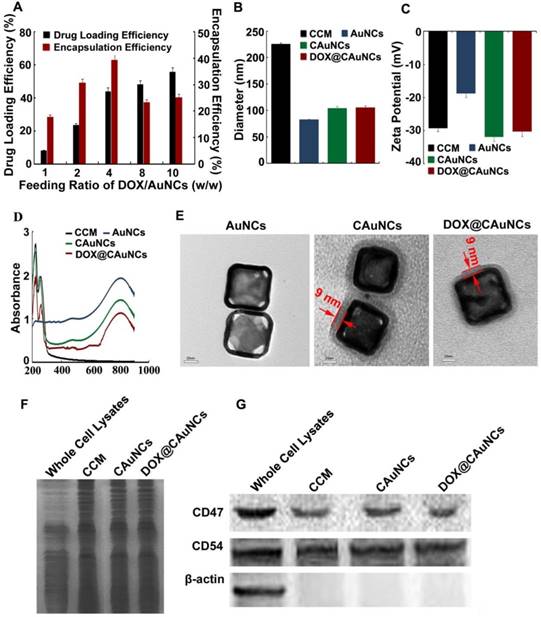 Theranostics Image