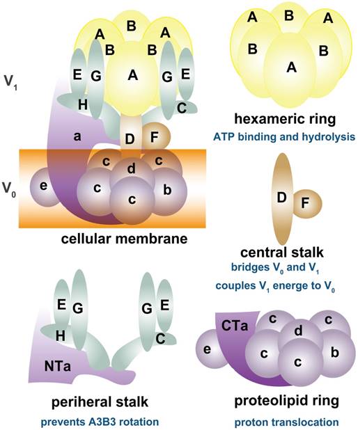 Theranostics Image