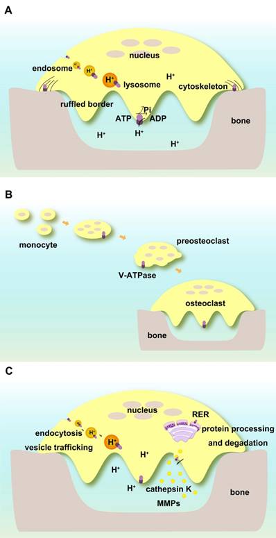 Theranostics Image