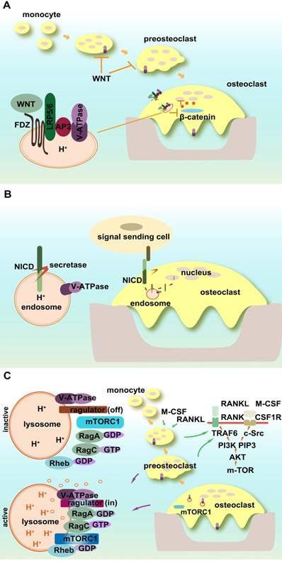 Theranostics Image