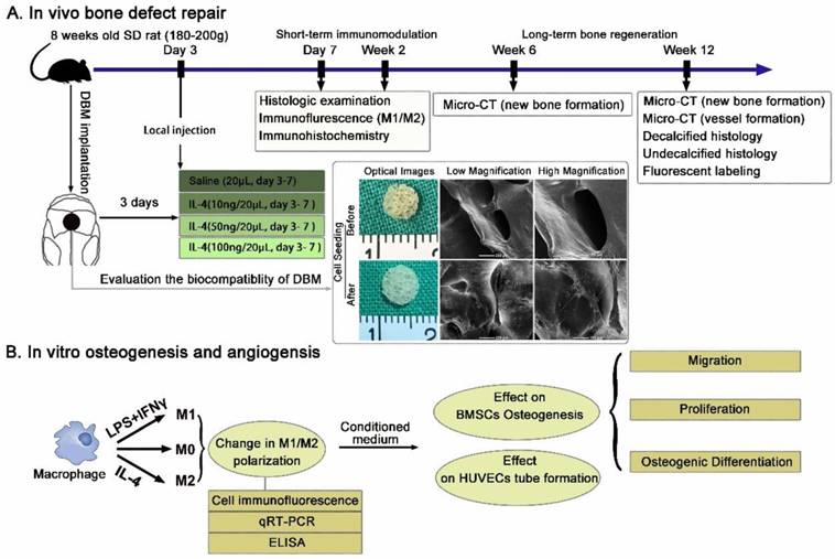 Theranostics Image