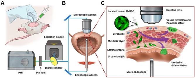 Theranostics Image