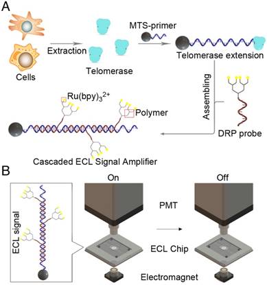 Theranostics Image