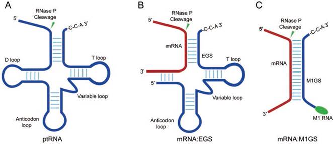 Theranostics Image