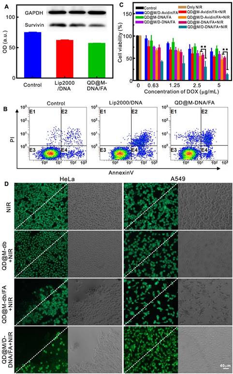 Theranostics Image