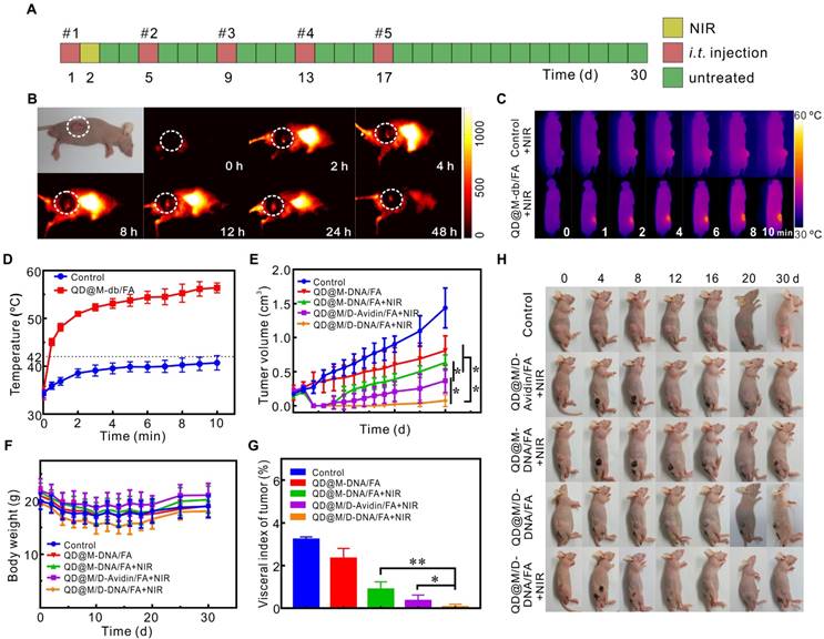 Theranostics Image