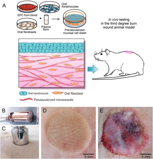 Theranostics Image